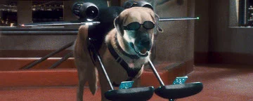 A Dog Wearing Sunglasses With Fly Equipment With Two Small Computers Attached