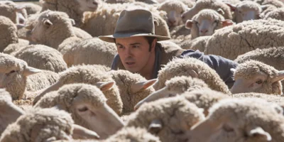 Albert en Schapen