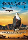 Animal Nation - Eagle: Whole Story Afbeelding 1