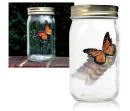 Butterfly Jar Afbeelding 1