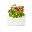 Click & Grow Starter Kit with Mini Tomato Afbeelding 1