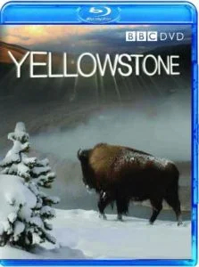Yellowstone - Tales From Wild Afbeelding 1