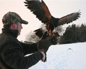 Bird of Prey Half Day Experience UK Wide Afbeelding 1