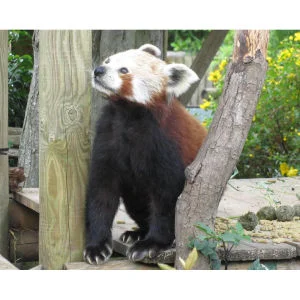 Meet the Red Pandas Afbeelding 1