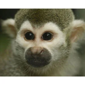 2 for 1 Monkey Tour with Afternoon Tea Special Offer Afbeelding 1