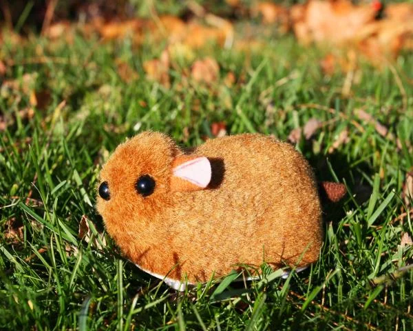 Baby Gupi Afbeelding 1