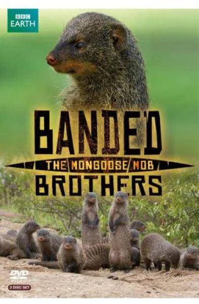 Banded Brothers The Mongoose Mob Afbeelding 1