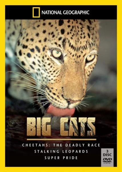 Big Cats Box Set Afbeelding 1