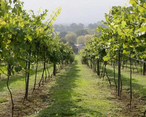 British Vineyard Tour and Tasting with Lunch for Two Afbeelding 1