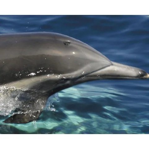 Dolphin Watching for Two Afbeelding 1