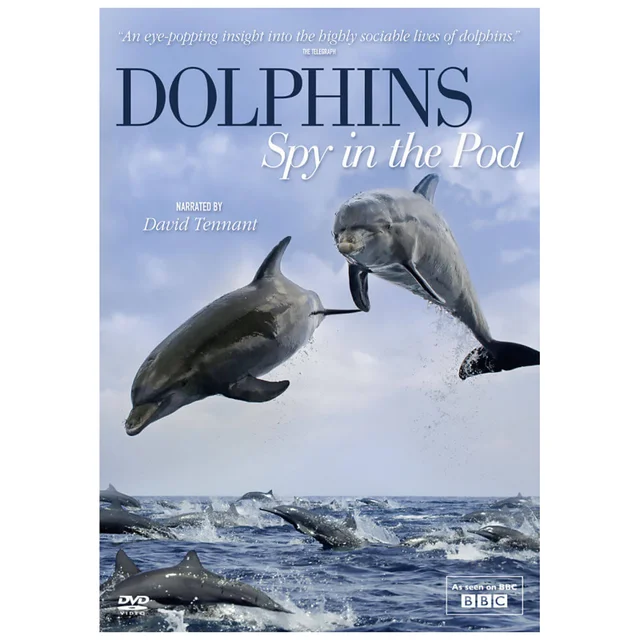 Dolphins Spy in Pod