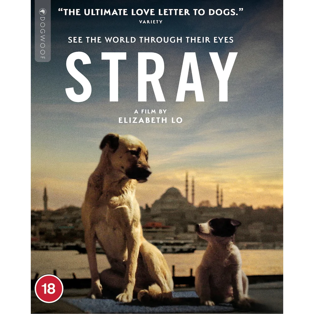 Stray Afbeelding 1